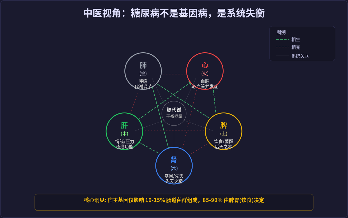 图4:五行相生相克映射现代医学——宿主基因(肾/先天)仅影响10-15%菌群,85-90%由脾胃(饮食/后天)决定
